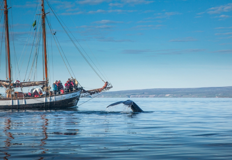 Den originale hvalsafari fra Húsavík.
