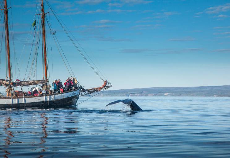 Den originale hvalsafari fra Húsavík